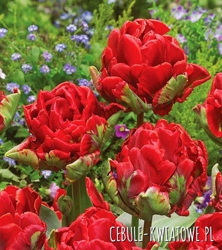 Tulipan Pełny Double Rococo 5 szt.