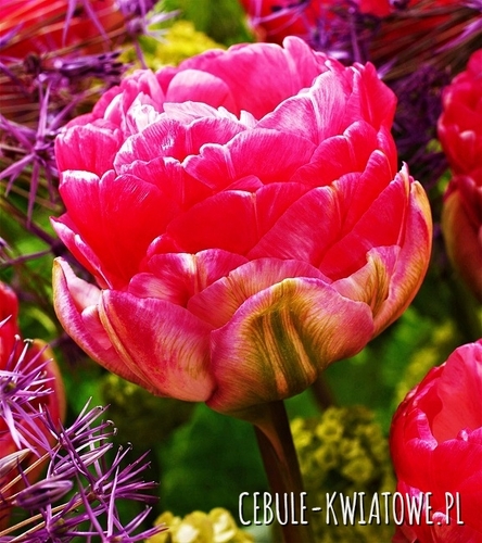 Tulipan Pełny Pinksize 5 szt.