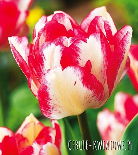 Tulipan Wielkokwiatowy Pełny Cartouche 5 szt.