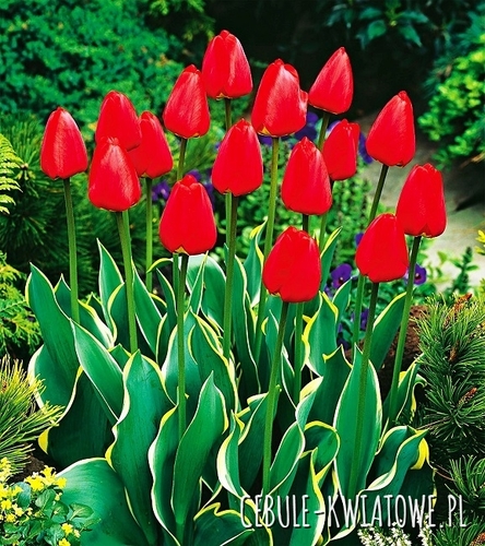 Tulipan z Dwukolorowym Liściem Paradise Mountain 5 szt.