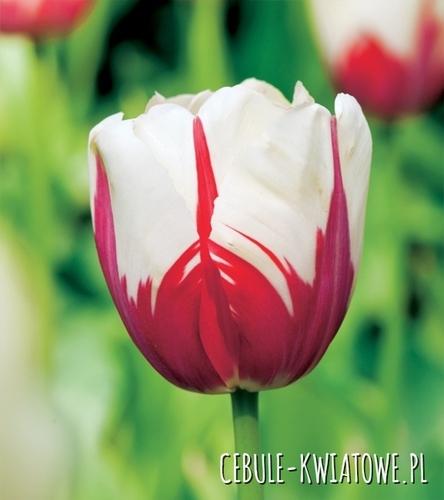 Tulipan Dwukolorowy World Expression 5 szt.