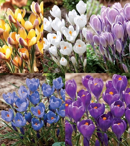 Zestaw Krokus Wiosenny Wielkokwiatowy "8" 6+