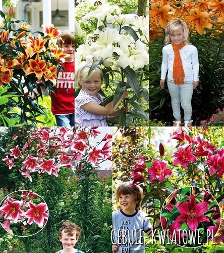 Zestaw Lilia Drzewiasta 2