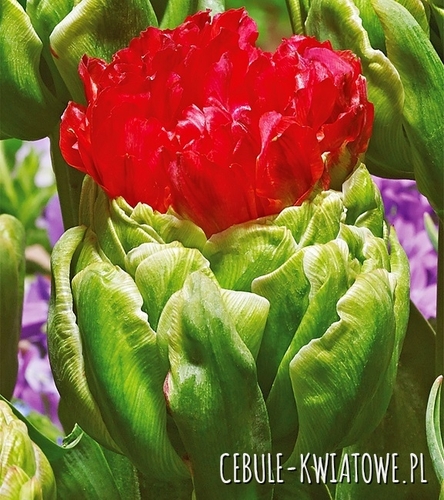 Tulipan Lodowy Bull's Eye 5 szt.