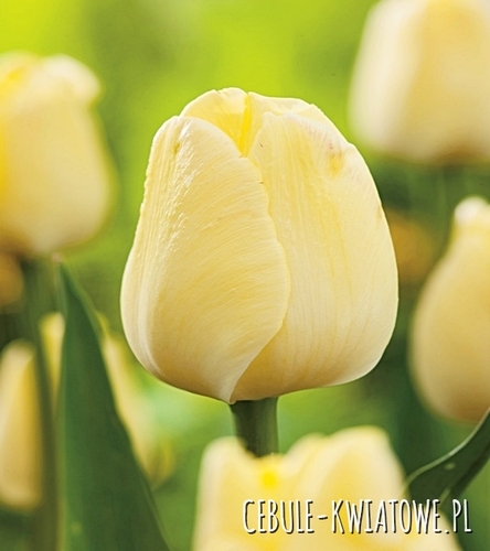 Tulipan Maria Kaczyńska 5 szt.