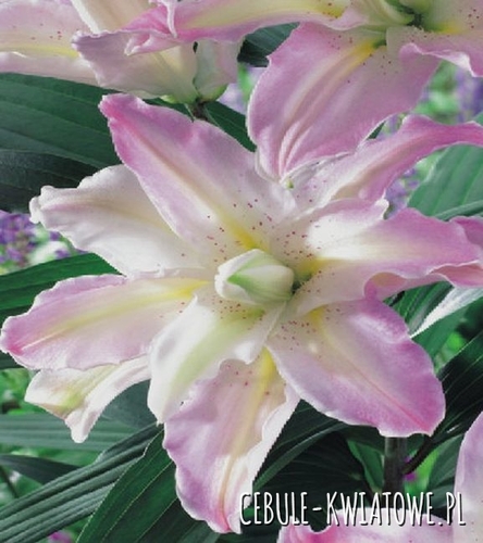 Lilia Azjatycka Podwójna Spring Pink 1 szt.
