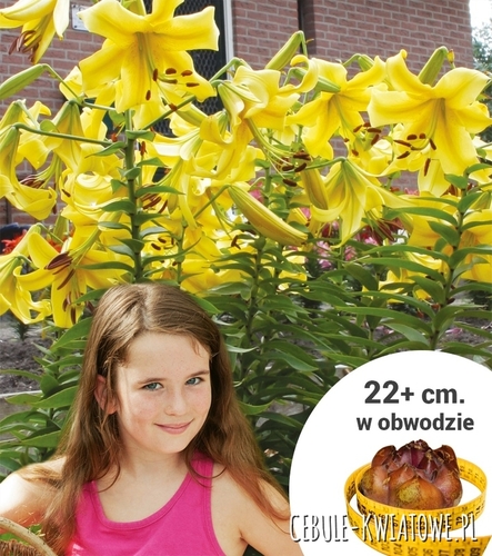 Lilia Drzewiasta Żółta XXL 1 szt.