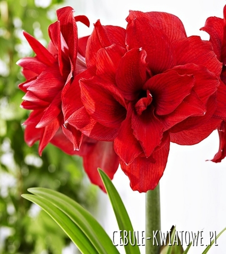 Hippeastrum - Amarylis Amarantia 1 szt.