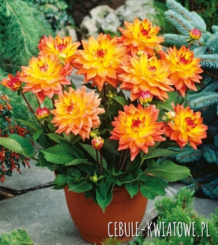 Dahlia - Dalia Melody Dora 1 szt.