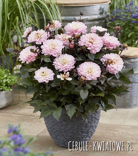 Dahlia - Dalia Melody Harmony 1 szt.