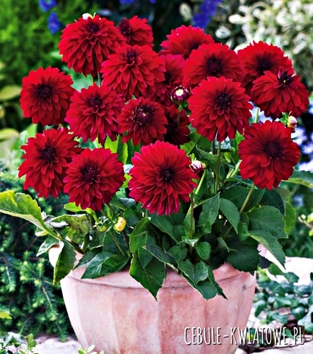 Dahlia - Dalia Melody Mambo 1 szt.