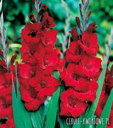 Gladiolus Mieczyk Czerwony XXL 5 szt.