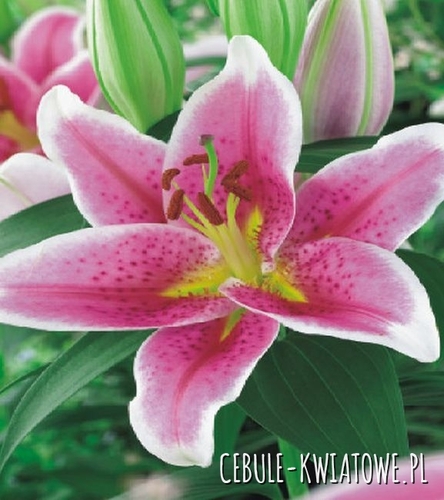 Lilia Orientalna Crystal Star 1 szt.
