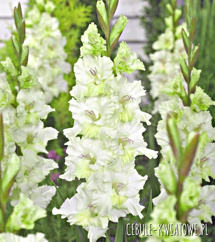 Gladiolus Mieczyk Wielkokwiatowy Gydan 5 szt.