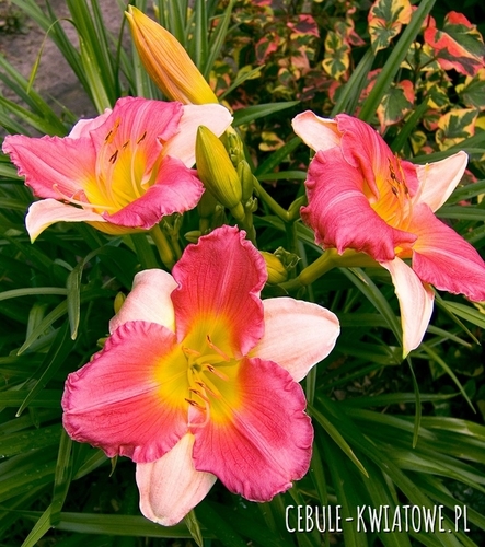 Hemerocallis - Liliowiec Final Touch 1 szt.