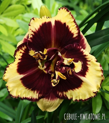 Hemerocallis - Liliowiec Tiger Blood 1 szt.