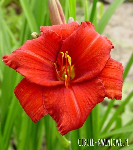 Hemerocallis - Liliowiec Chicago Apache 1 szt.
