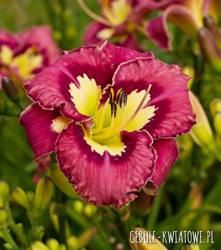 Hemerocallis - Liliowiec Catcher In The Eye 1 szt.