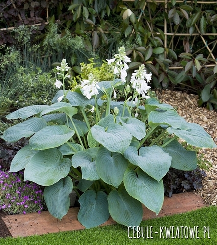 Hosta - Funkia Bressingham Blue 1 szt.