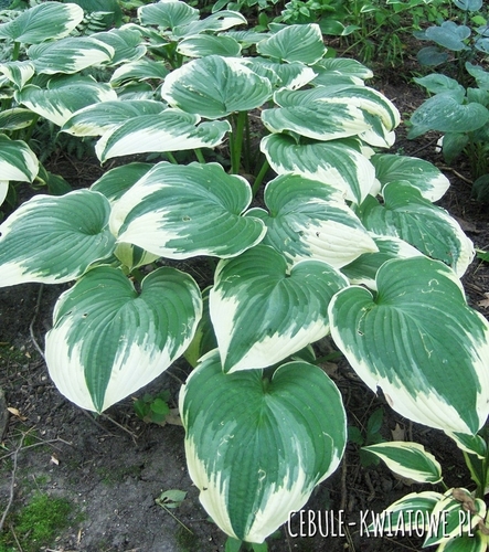 Hosta - Funkia Robert Frost 1 szt.