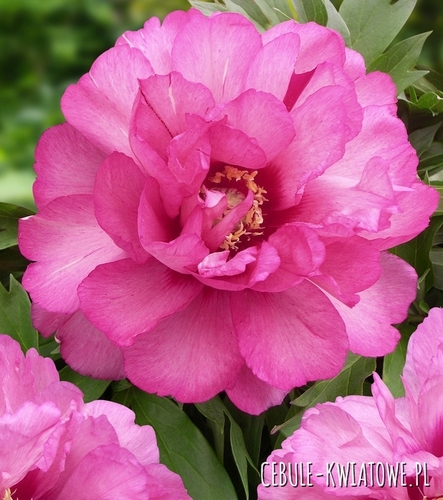 Piwonia Drzewiasta Julia Rose 1 szt.