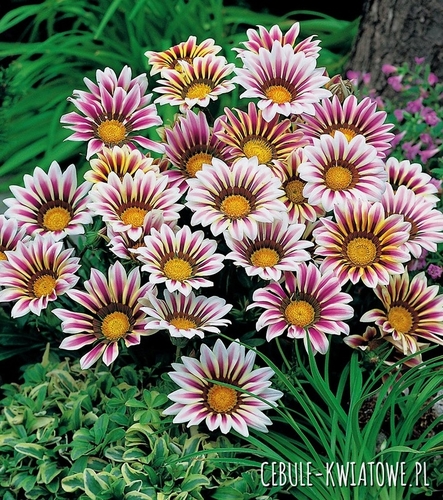 Gazania Lśniąca Big Kiss F2 White Flame