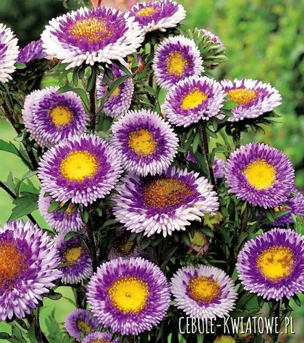 Aster Pomponowy Wysoki Blue Moon