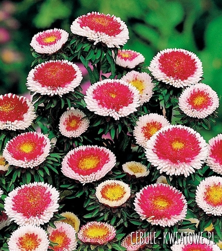 Aster Pomponowy Wysoki Hi-No-Maru