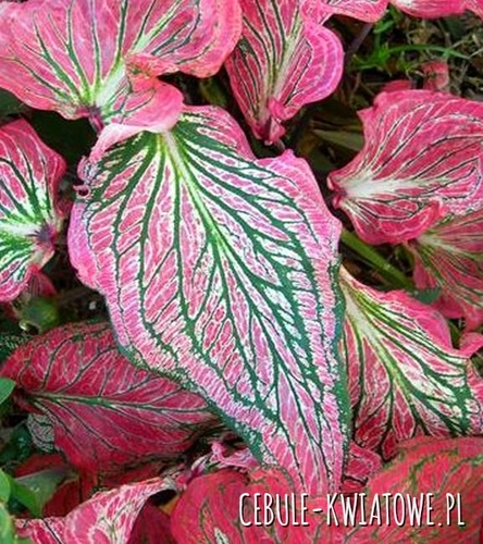 Caladium - Kaladium Pink Symphony 1 szt.