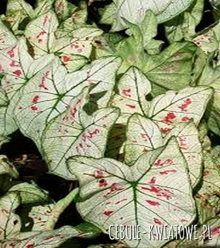 Caladium - Kaladium Strawberry Star 1 szt.