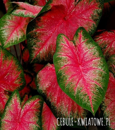 Caladium - Kaladium Tequila Sunrise 1 szt.