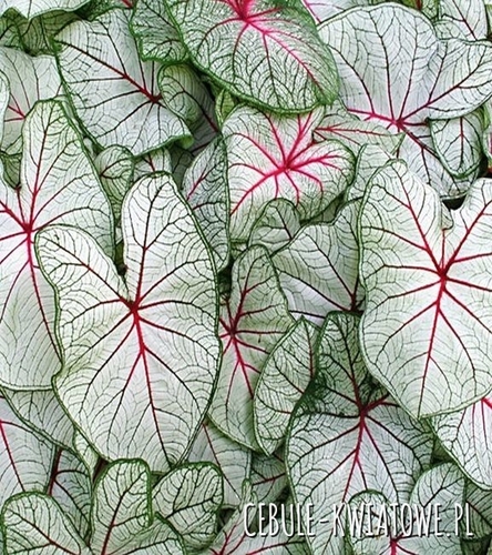 Caladium - Kaladium Fantasy 1 szt.