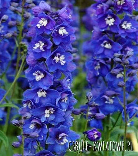Delphinium Fountains - Ostróżka Dark Blue White Bee 1 szt.