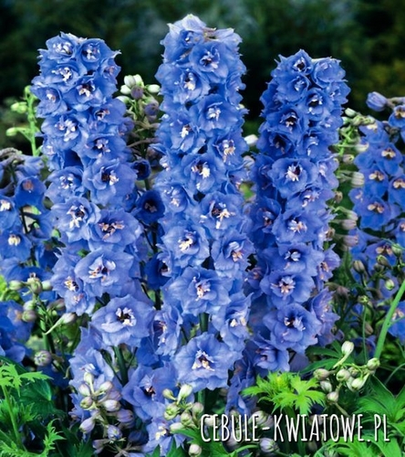 Delphinium Fountains - Ostróżka Dark Blue Dark Bee 1 szt.