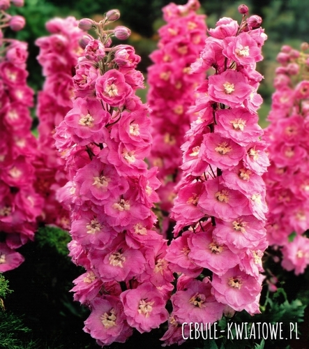 Delphinium Pink - Ostróżka Różowa 1 szt.