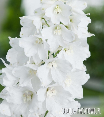 Delphinium White - Ostróżka Biała 1 szt.
