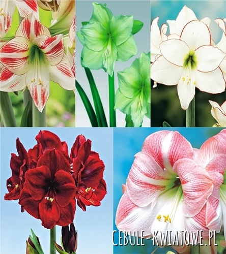 Zestaw Hippeastrum-Amarylis 2 22/24
