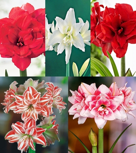 Zestaw Hippeastrum - Amarylis Pełny 3