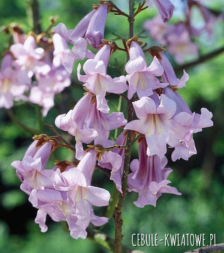 Paulownia Omszona - Oxygen Tree - Drzewo