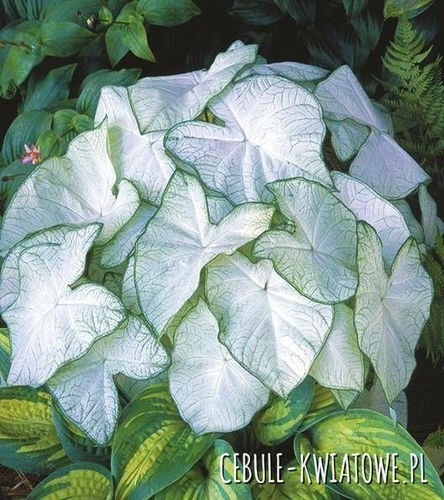 Caladium - Kaladium Garden White 1 szt.