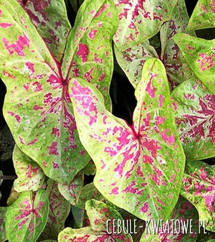 Caladium - Kaladium Seafoam Pink 1 szt.