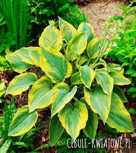 Hosta - Funkia Alvatine Taylor 1 szt.