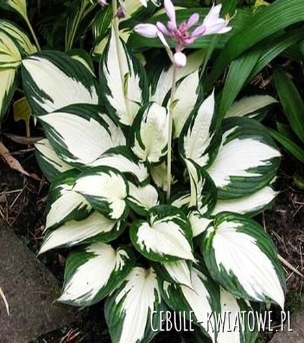 Hosta - Funkia Amazone 1 szt.