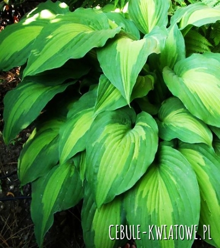 Hosta - Funkia Elisabeth 1 szt.