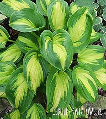 Hosta - Funkia Emerald Charger 1 szt.