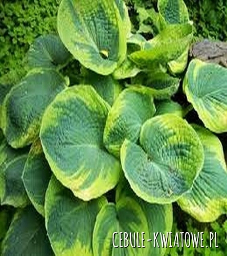Hosta - Funkia Maple Leaf 1 szt.