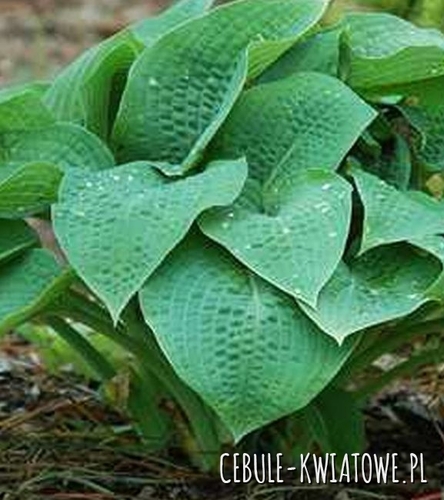 Hosta - Funkia Marmalade On Toast 1 szt.