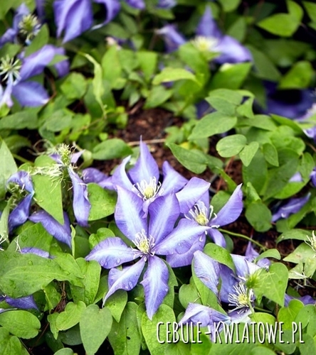 Powojnik Wielkokwiatowy - Clematis Daniel Deronda - doniczka 1 szt.