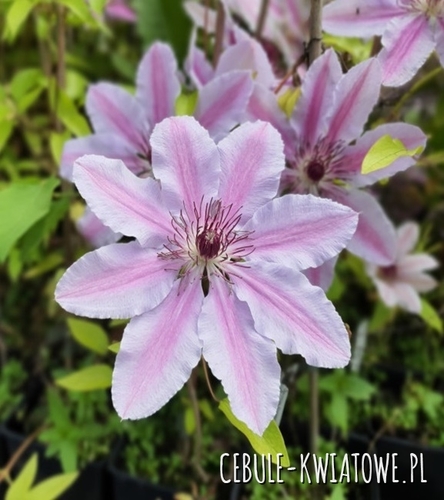Powojnik Wielkokwiatowy - Clematis Nelly Moser - doniczka 1 szt.