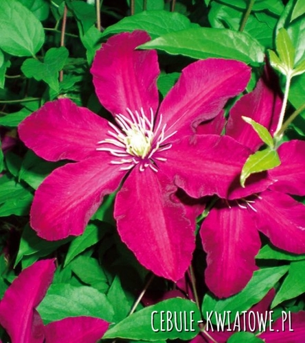 Powojnik Wielkokwiatowy - Clematis Niobe - doniczka 1 szt.